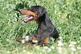 DOBERMANN 936